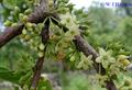 Sideroxylon foetidissimum
